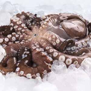 Pulpo Fresco Entero (kg)