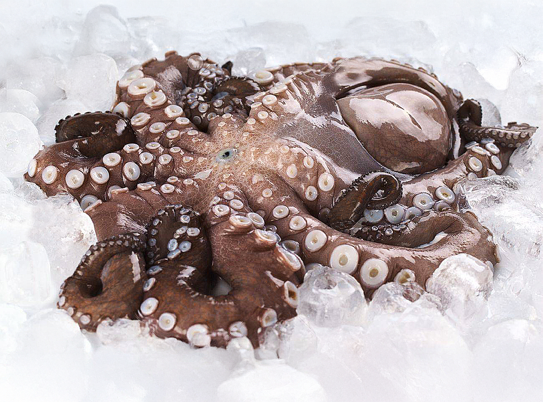 Pulpo Fresco Entero (kg)