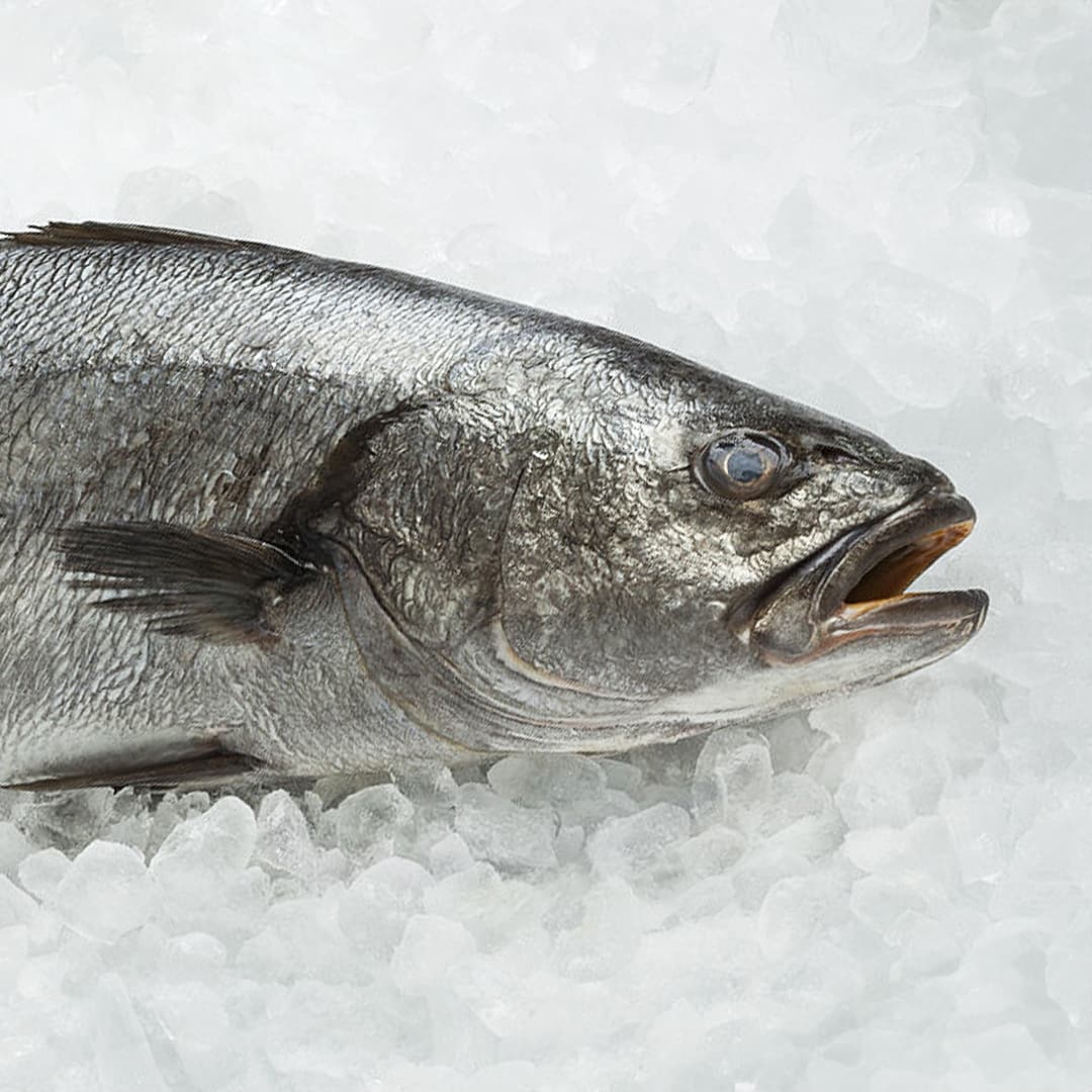 Corvina Fresca Entera (Kg)